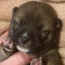 Mariposa - Red female Shiba Inu puppy in Clewiston, Florida from Animal Farm Shiba Inus & Mameshibas