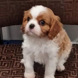 Rocky - Cavalier King Charles Spaniel puppy in Clarkston, Utah from Brookstone Farm