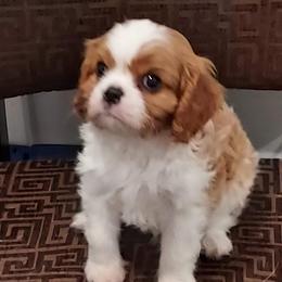 Rocky - Cavalier King Charles Spaniel puppy in Clarkston, Utah from Brookstone Farm