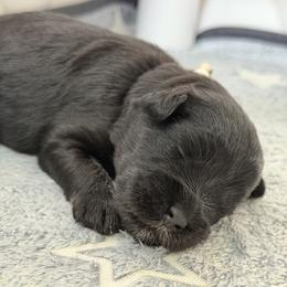 White 'Esther' - Black female Schnoodle puppy in Saint Augustine, Florida from Gunnie Luv, LLC