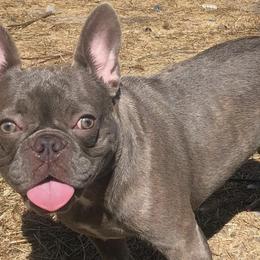 French Bulldogs from Sanfranfrenchies