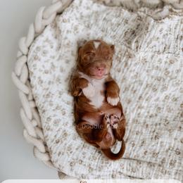 Penny - Red  female Goldendoodle puppy in Syracuse, Indiana from The Doodle Cove