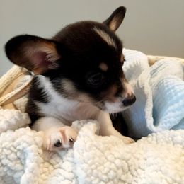 Pembroke Welsh Corgi Puppies from Patrick's Pembroke Welsh Corgis