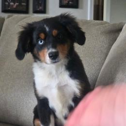 Peanut - Black tri male Miniature Australian Shepherd puppy in Killen, Alabama from Wilkers Wholehearted Mini Aussies