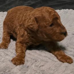 Kevin - Red  male Poodle puppy in Windom, Texas from Wild Farm Puppies