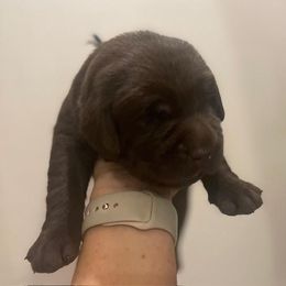 Boy 5 - Chocolate Labrador Retriever puppy in Hutto, Texas from Texas Bluebonnet Labs