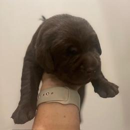 Boy 5 - Chocolate Labrador Retriever puppy in Hutto, Texas from Texas Bluebonnet Labs