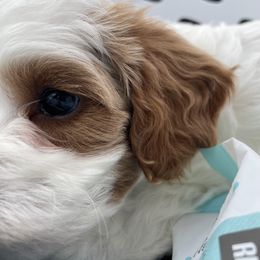 Cavapoo Puppies from Ellas.Pups