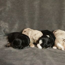 Miniature Australian Shepherd puppies from Snick and Lick Adventure Dogs