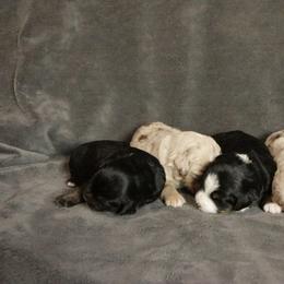 Miniature Australian Shepherd puppies from Snick and Lick Adventure Dogs