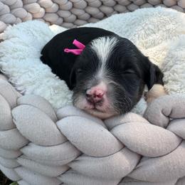 Candy - Tri-color female Bernedoodle puppy in Rose Hill, North Carolina from Red Door Canines