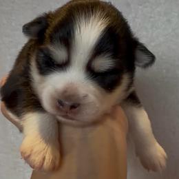 AJ - Black and white male Pomsky puppy in Mc Minnville, Oregon from West Coast Pomskies