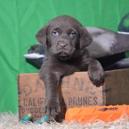 French Bulldog, Golden Retriever, and Labrador Retriever Puppies from Trigger Time Kennels