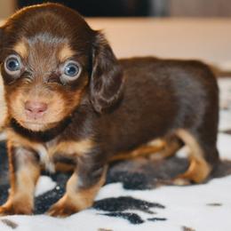 Dachshund Puppies from Sparkles & Spurs Mini Dachshunds