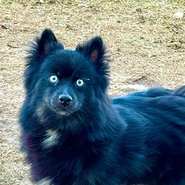 Midnight - Pomsky
