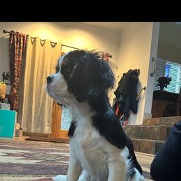 Cavalier King Charles Spaniel Puppies from Kozy Cavaliers