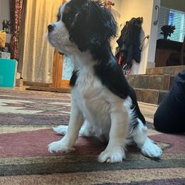 Cavalier King Charles Spaniel Puppies from Kozy Cavaliers