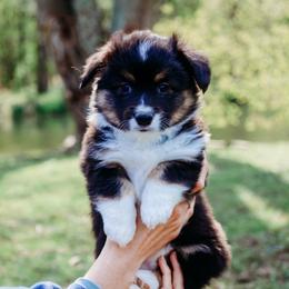 Harp - Black and tan female Pembroke Welsh Corgi puppy in North East, Maryland from Potato Patch