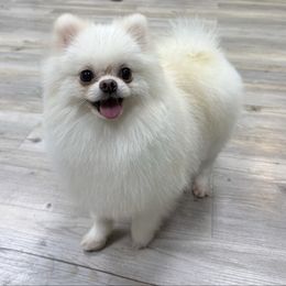 Coco 4 pounds - White male Pomeranian puppy in Naples, Florida from Puppies Forever 💙❤️🐶