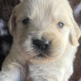 Light blue male - Golden male Golden Retriever puppy in Jesup, Georgia from Painted Platinum Retrievers (Painted Platinum Kennel) PPK