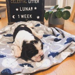 English Springer Spaniel Puppies from Brambleberry Springers