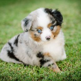 Toy Australian Shepherd Puppies from No Limit Ranch Miniature and Toy Australian Shepherds