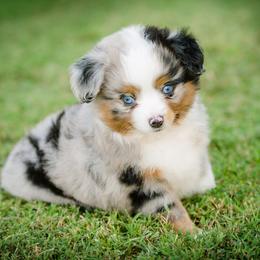 Toy Australian Shepherd Puppies from No Limit Ranch Miniature and Toy Australian Shepherds
