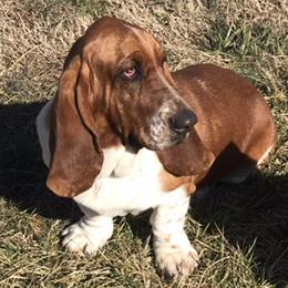 Chad - Basset Hound
