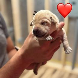 Red Male - Yellow male Labrador Retriever puppy in Franklin, Virginia from Oak Hollow Retrievers