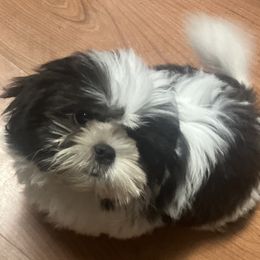 Shih Tzu Puppies from Little Lions West