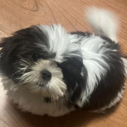 Shih Tzu Puppies from Little Lions West