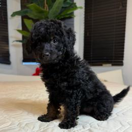 Tilly - Black and tan female Cockapoo puppy in Queens, New York from The 2 Musketeers_Cockapoos