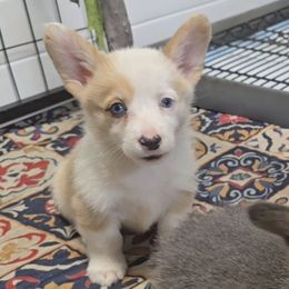 Rain - Red merle and white female American Corgi puppy in Lithia, Florida from Diamondcrest Inc