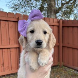 Clara - Golden Retriever puppy from Daisy Lynn Goldens