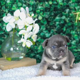 French Bulldog Puppies from Battery Creek Frenchies