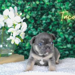French Bulldog Puppies from Battery Creek Frenchies