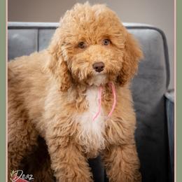 Capri - Red female Cockapoo puppy in Connersville, Indiana from Deaz Doodle Ranch