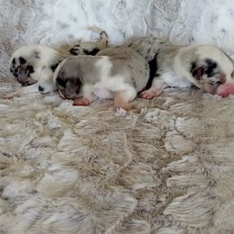 Girl fluffy blue merle - Blue merle and white female Cardigan Welsh Corgi puppy in Las Vegas, Nevada from Victory Crown