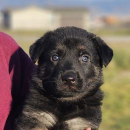 "D-Litter: Darko, D-Jax-Darlo, Daska, Daika, Dani, Dora, Dahlia" German Shepherd Puppies from Vom Haus Denfors K9