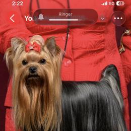 Yorkshire Terriers from Caraneal Yorkies