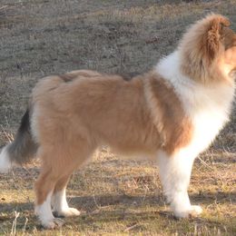 Collie Puppies from Glenelg Collies