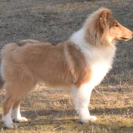 Collie Puppies from Glenelg Collies