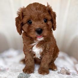 Kanga - Red female Cavapoo puppy in Easley, South Carolina from Cutiepie Cavapoos