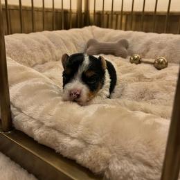 Yorkipoo and Yorkshire Terrier Puppies from OK Puppies LLC