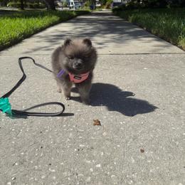 Purple - Wolf sable female Pomeranian puppy in Apollo Beach, Florida from Sherlock’s Poms