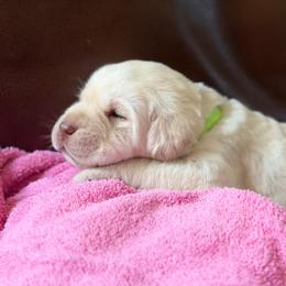 Lime Green Collar - Yellow male Labrador Retriever puppy in Archer Lodge, North Carolina from Archer Lodge Labradors