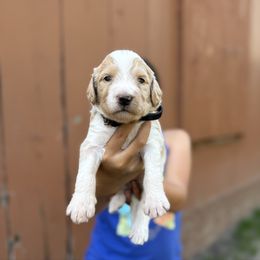 Mickey- Black Band Boy - Cream male Labradoodle puppy in Plainfield, New Jersey from Caris Paws Poodles and Doodles