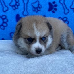 Bandit - Wolf sable male Pomsky puppy in Battle Creek, Michigan from T-Rose’s Bernedoodle & Pomsky Puppies