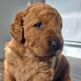 Boy 1 - Dark golden male Golden Retriever puppy in Lawtey, Florida from Rise and Shine Goldens