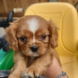 Blue boy - Ruby male Cavalier King Charles Spaniel puppy in Medford, Oregon from Country Chic Cavaliers